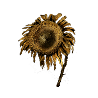 Tarnished Golden Sunflower-image